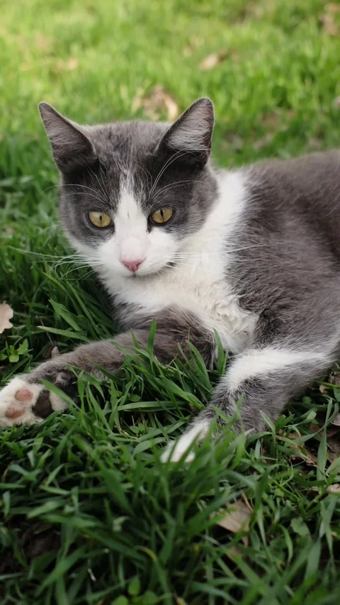 Gray and white cat resting on green grass outdoors. Calm pet portrait showing Stock Footage 327229901
