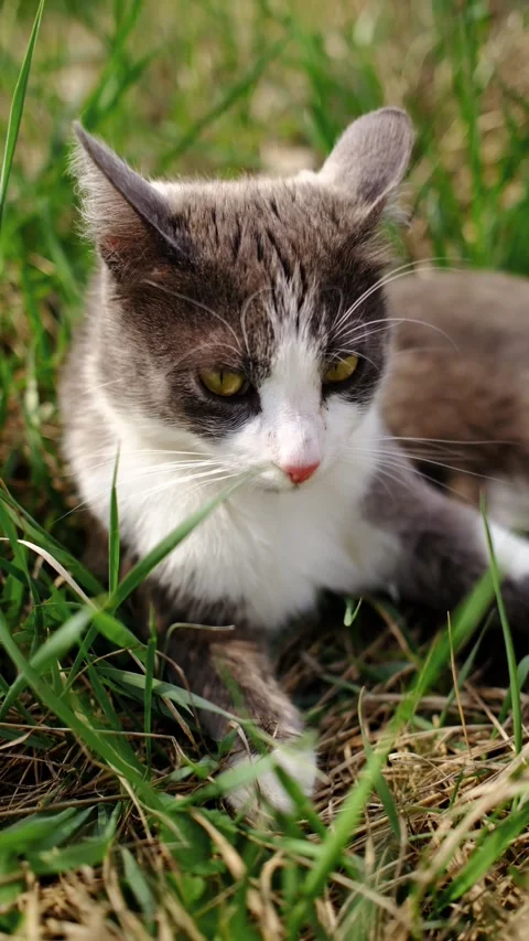 Gray and white cat resting on green grass outdoors. Calm pet portrait showing Stock Footage 327230525