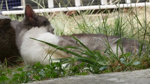Gray and White Cat Resting in Tall Grass on a Sunny Day Outdoors Stock Footage 341869373