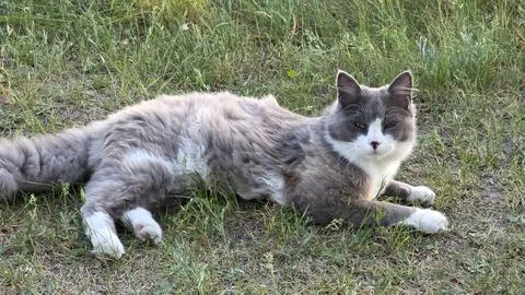 Gray and white cat resting on grass in a garden, relaxed outdoor pet portra.. Stock Photos