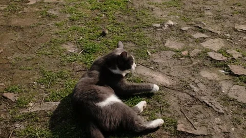 Gray and white cat running along dirt path while playing with a caught mouse Stock Footage 327222748