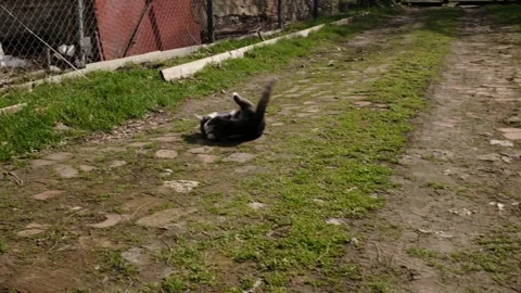 Gray and white cat running along dirt path while playing with a caught mouse Stock Footage 327223456