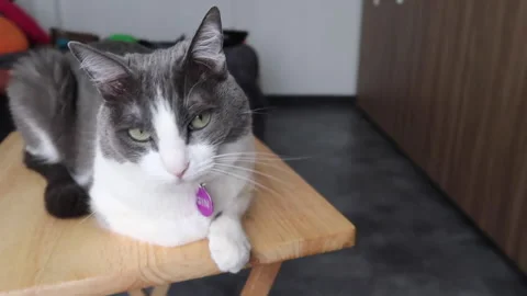 Gray and white cat sitting on table moves its head Stock Footage 188244573