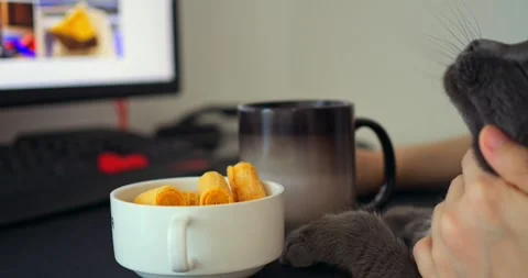 Gray and white cat sitting beside computer monitor on home office desk, casually Stock Footage 316768756