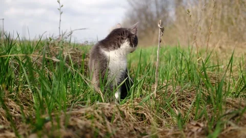 Gray and white cat sitting in tall green grass and looking aside. Calm outdoor Stock Footage 327222963