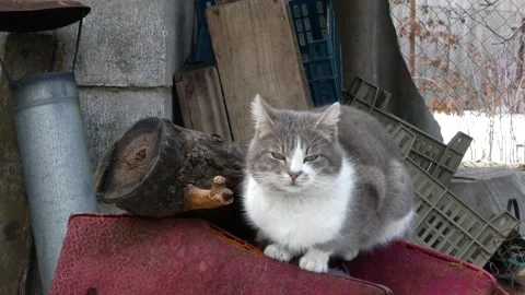 Gray and white cat sitting on a red surface outdoors and looking around Stock Footage 330002785