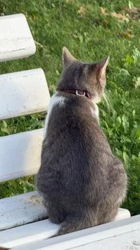 Gray and white cat sitting on a white wooden bench facing a green lawn. Summer Stock Photos