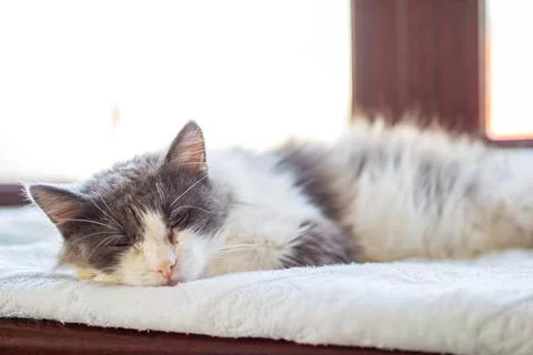 A gray and white cat is sleeping on a soft bed by a bright window Stock Photos