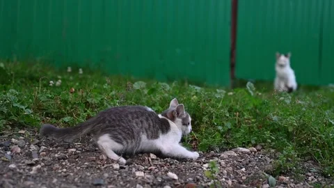 Gray and white cat sneaks up on a white cat, pouncing playfully Видео 290046323
