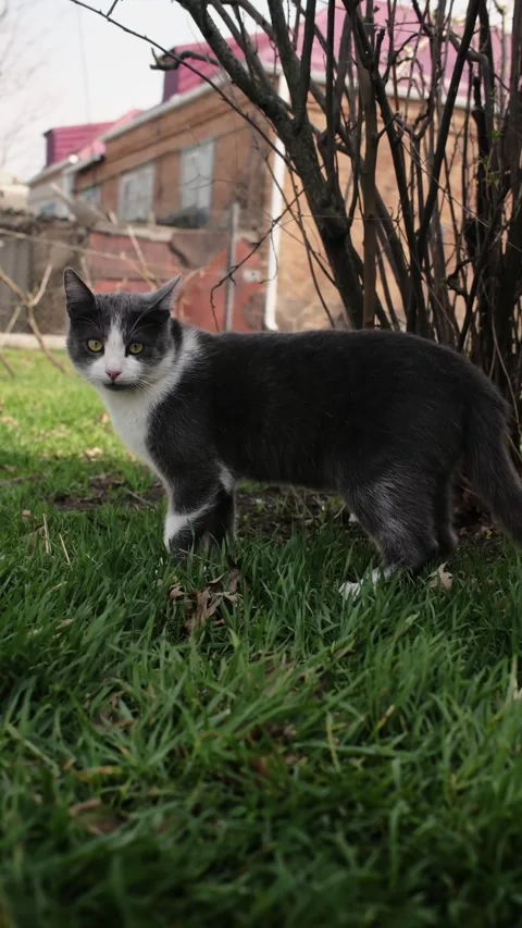 Gray and white cat standing on green grass in rural yard, alert and focused Stock Footage 327230030