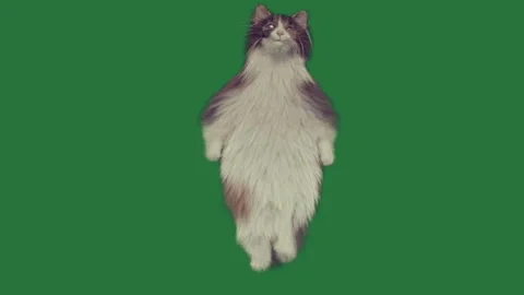 A gray and white cat is standing on its hinds green screen animated chromakey Stock-Footage 335977950