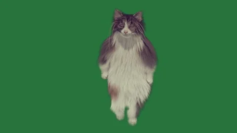 Gray and white cat standing on is its hinds cartoonish Video stock 335979332