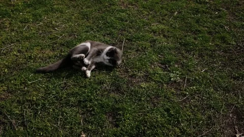 Gray and white cat walking on grass while carrying a caught mouse. Natural Stock Footage 327220115