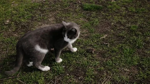 Gray and white cat walking on grass while carrying a caught mouse. Natural Stock Footage 327220244