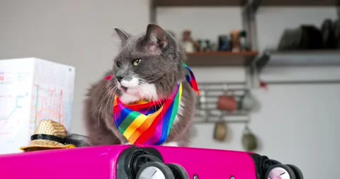Gray and white cat wearing a rainbow scarf sits proudly on a pink suitcase Stock Footage 307552858