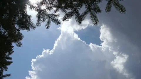 Gray and White Cumulus Clouds And Spruce Branches Stock Footage 11034012