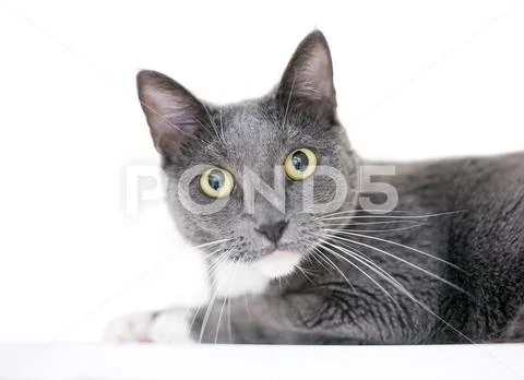 A gray and white domestic shorthair cat with yellow eyes on a white backgroun Stock Photos