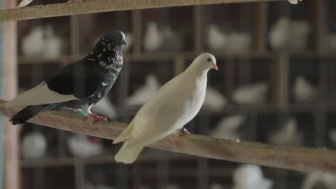 A gray and a white doves are sitting on a perch. In background are many pigeons Stock Footage 141548039