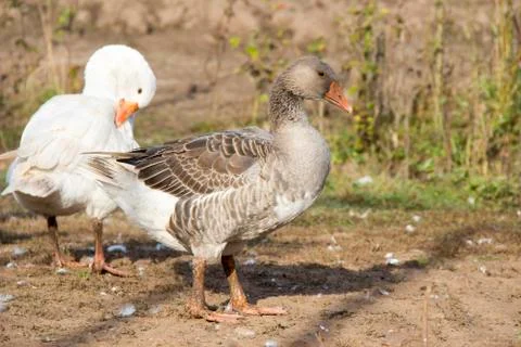 Gray and white duck Stock Photos