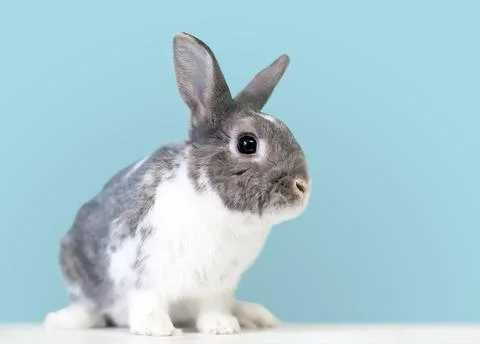 A gray and white Dwarf mixed breed rabbit Stock Photos