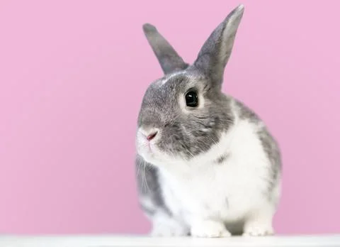 A gray and white Dwarf mixed breed rabbit Stock Photos