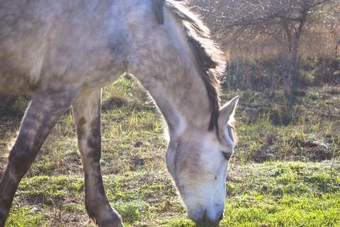 A gray and white horse eats grass in the park in the soft rays of the winter sun Stock Photos