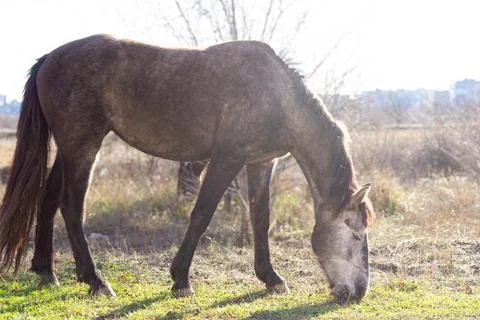 A gray and white horse eats grass in the park in the soft rays of the winter sun Stock Photos