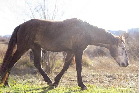 A gray and white horse eats grass in the park in the soft rays of the winter sun Stock Photos