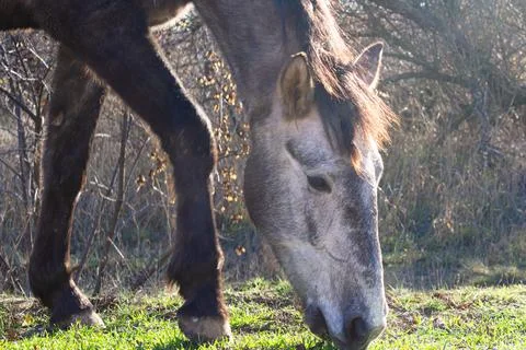 A gray and white horse eats grass in the park in the soft rays of the winter sun Stock Photos