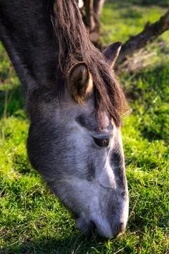A gray and white horse eats grass in the park in the soft rays of the winter sun Foto stock