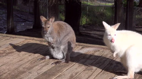 Gray and white kangaroos Stock Footage 40468152