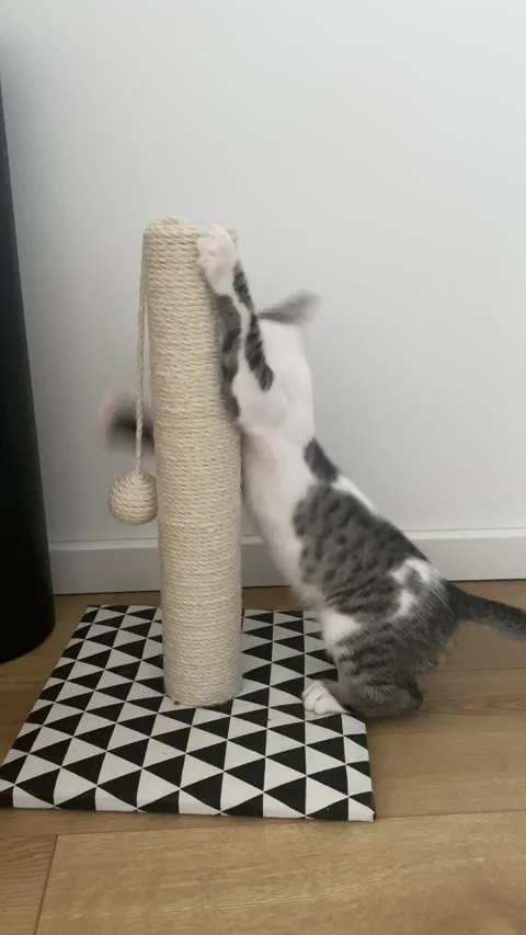 Gray and white kitten playing with scratching post Stock Footage 339479936