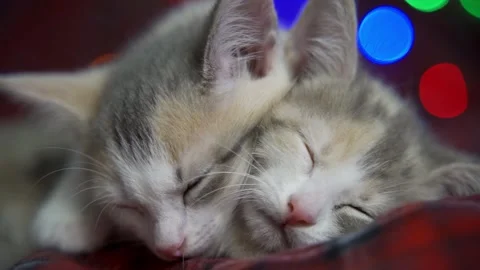 Gray and white kittens with small pink noses sleep on top of each other amid Stock Footage 159522960