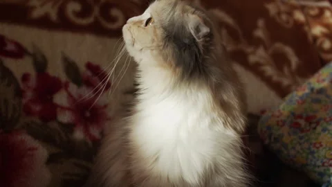 Gray and white longhair cat sitting and looking around Stock Footage 320465880