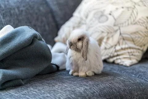 Gray and white Mini Lop dwarf rabbit sitting on grey sofa with blanket Stock Photos