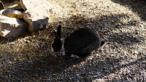 Gray and white rabbit searches for food on gravel inside a zoo enclosure under Stock Footage 327481698