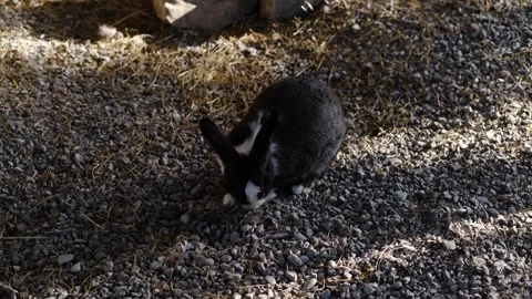 Gray and white rabbit searches for food on gravel inside a zoo enclosure under Stock Footage 327481927