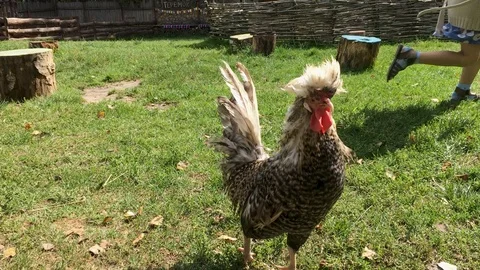Gray and white rooster walks on the grass, countryside farm, free range chicken  Stock Footage 114853210