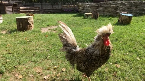 Gray and white rooster walks on the grass, countryside farm, free range chicken  Stock Footage 114853240