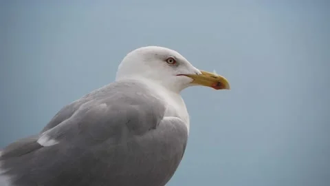 Gray And White Seagull On Plane Blured Background Close-Up Stock Footage 228116049