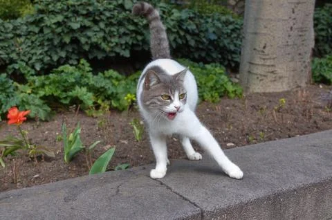 ​Gray and White Stray Cat Meowing on Stone Wall in Garden Fotos de archivo