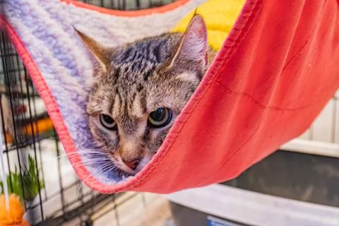 Gray and white striped cat in a red hammock, alert expression, well-groomed f Stock Photos