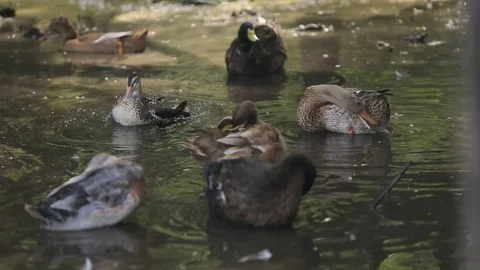 Gray and White Striped Wild Ducks swimming in the pond in Zoo Stockbeeldmateriaal 84772136