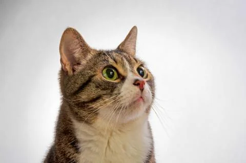 Gray and white tabby cat Stock Photos