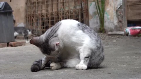 A Gray and White Tabby Kitten Grooming Herself on A Concrete Pavement. Stock Footage 292115881