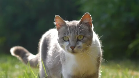 Gray and white wild kitty looks at the camera and then walks away Stock Footage 112282016