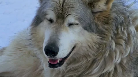 Gray and white wolf closeup resting in the snow, capturing a calm winter Stock Footage 334104441