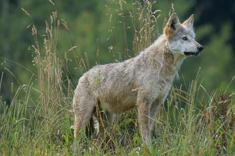 Gray and White Wolf on Grass Field Looking during Daytime Stock Photos