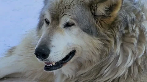 Gray and white wolf rests in the snow in a close winter wildlife view Stock Footage 334099925