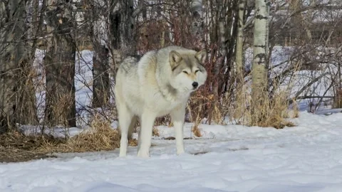Gray and white wolf stands in snow near bare winter trees, capturing a calm 스톡 동영상 334104561